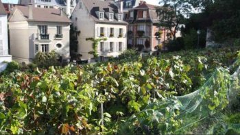 
La fête des vendanges à lieu après la récolte du raisin montmartrois. Les photos ont été prises le 10 octobre lors du défilé costumé et au son de la musique des différentes confréries...