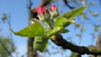 Quand le printemps vient .....tout renaît dans la nature......Puissent nos coeurs être à l'unisson, malgré les épreuves !