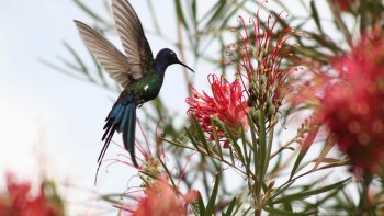 Le colibri est un oiseau de petite taille, à long bec, qu'il enfonce dans les fleurs pour y puiser le nectar. Vol très rapide. Le nombre de variétés de cette espèce est le plus élevé en Équateur : 163 espèces, dot 31 en Guyane, 21 au Mexique, et 4 au Canada...