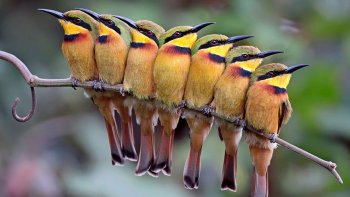 Petite préparation psychologique à l’hiver qui ne manquera pas d’arriver avec ces photos d’oiseaux qui se tiennent chaud en groupe.