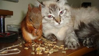 Un soldat a trouvé pendant son service militaire en Biélorussie un petit écureuil presque mourant...
Il l'a nourri et soigné comme un bébé toutes les 4 heures pendant plusieurs semaines.
Il a quitté l'Armée peu de temps après et exerce  la profession de taxi.
L'écureuil est toujours avec lui pendant son job et l'accompagne partout.

Un peu de calme et de bonheur dans cette vie de dingue !