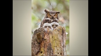 quelques photos  prises dans les jardins ..il y a une vie  ,,des envies ,,, des chuchotements ,,des  chants ,de  la tendresse .comme pour nous ,,les humains 