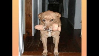 Âmes sensibles, s'abstenir......mettons -nous un instant à la place de ceux que nous sacrifions dans  des souffrances inhumaines........les images tiennent lieu, d'explications.......