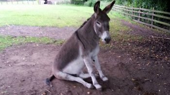Paroles sages, paroles en l'air, paroles drôles, déjà passées?tout passe, repasse,  et trépasse....en faisant le ménage dans l'ordinateur..........