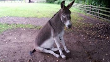 J'ai déjà publié ce texte,il y a q.q.e.s années...les anciennes se souviendront, de nos difficultés à intégrer le passage en V4!.........Je laisse la parole à mon âne,qui n'est autre que (mon double!)