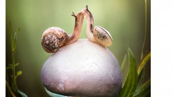 Connaissez-vous ce joli poème ? Je vous laisse le découvrir...  (auteur inconnu)