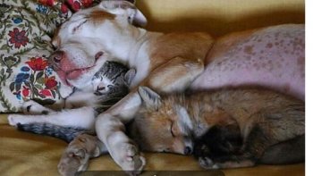 Séquence émotion et tendresse ...