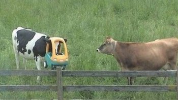 Comment ont-ils fait pour en arriver là ? Surtout le dernier !
Pauvres bêtes, merci aux pompiers.