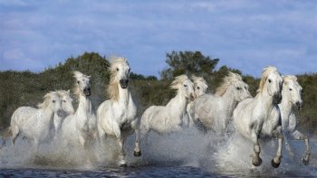  AOÛT DE PROVENCE...