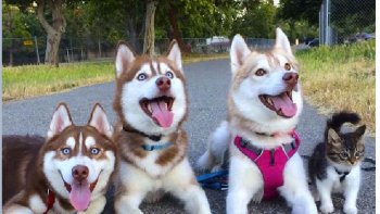 Je ne résiste pas à vous proposer cette belle histoire... qui dit que chiens et chats ne s'entendent pas ? une aventure qui aurait pu mal se terminer  si un husky n'avait eu une âme de nounou...
Un petit en passant à la "petite demoiselle" qui m'a envoyé ces photos...