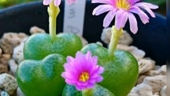 Une série de photos de cactus  en fleur,,,juste pour le plaisir des yeux...
une jolie plante   décorative..