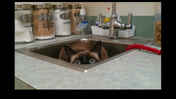 Je n'aime pas aller chez le dentiste, et je comprends le stress de nos amis les bêtes lorsqu'il faut aller chez le vétérinaire... mais "qui aime bien soigne bien".
Qu'en pensent ils ? je leur ai donné la parole...
Mon Anyssa fait comme chez elle, elle s'installe sur le bureau, pas genée du tout... par contre elle refuse le thermomètre... pas de ça..."chocking" !