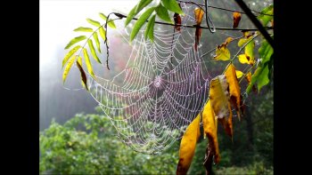 Une visite dans ce jardin où les graminées côtoient de splendides fleurs cultivées.
