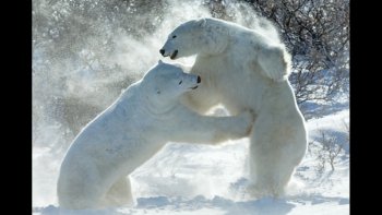 vu la temperature +++ je vous propose une escapade au canada... le grand nord
et cette nature magnifique ... certaines images deja vues sans doute... mais  ouf !!! que ça fait du bien...