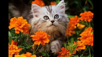 Un chat s'est invité à un concert à Istambul    et a fait sensation tant dans le public que sur la scène avec les musiciens 
je vous laisse apprécier  ce public  "au poil "..