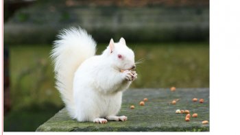 Bonjour à tous ..en cette fin d'année ,je vous propose un diaporama haut en couleurs.la nature  créatrice de génie a doté certains animaux,plus ou moins connus de parures  étonnantes ,..peut être pour faire la fête avec nous  , qui sait..?  je vous  souhaite à tous  une belle fin  et début d'année . (doris )