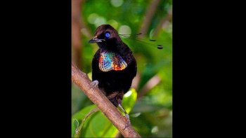 Un diaporama d'une beauté rare avec ces magnifiques oiseaux. 
