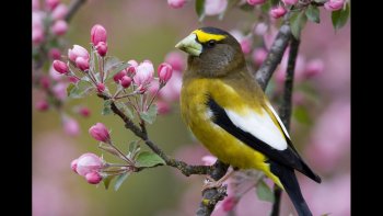 poète et philosophe Tagore, d'origine indienne, né en 1861 et mort en 194. une mine d'or sur ses plus célèbres citations, ou l'on peux y receuillir pour soi-même douceur, réconfort, conseils, pour mieux vivre sa vie