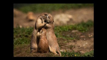 
Des moments de tendresse qui ne sont pas uniquement réservés aux humains...