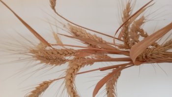 Toujours utilisée , 94 ANS après !