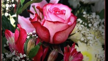 Quelques citations  d'auteurs célèbres ,,,

