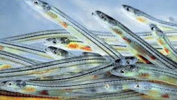 Spécialité du Pays Basque . Les Civelles, sont les alevins des anguilles. ( Vous pouvez en trouver sous-vide ou congelées et dans ce cas, les laisser décongeler avant de les cuisiner ).