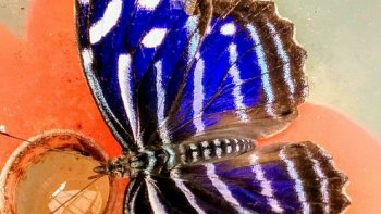 Amis des Papillons ,,je vous offre ce diapo ..accompagné par  2 videos
il y a d'autres serres en France ,(dont une en Alsace),et celle ci   trés connue par les franciliens
