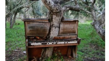 La nature nous a offert des arbres  ,des petits ,des grands ,des geants..pour notre bien être..
mais l'humain  oublie que l'arbre c'est la vie ..et ne le respecte plus

POUPETTE  m'a envoyé des images  que j'ai complété  avec un texte trouvé sur internet  ecrit par un inconnu  " YVES "   et qui m'a touchée...
j'ai donc recoupé le texte pour l'inserer dans le diapo...

