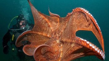 Quelques images  sélectionnées  sur internet  ...
La Vie  sur terre ou sous la mer   
éternel combat pour la vie ..entre des créatures  étranges,,élégantes  
,parfois fantastiques ,,d'autres plus sympathiques ...