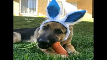 Sont-ils  adorables,quand  ils pensent tout haut, nos drôles de petits amis......