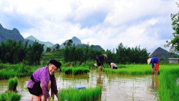 Loin des grandes villes  .loin du bruit et de la pollution ,,le monde paysan s'active dans un environnement paisible ....