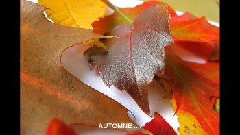 Quelques belles photos avant que l'hiver  ne viennent effacer les douces 

couleurs de cette belle saison  que j'affectionne particulièrement