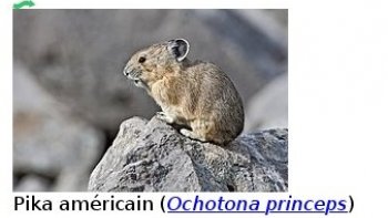 Je continue ma série sur les  animaux  avec cette petite boule de poils  """LE PIKA .."
Il est craquant  actif et rapide comme l'éclair,,,
source  internet (wikipédia )
une vidéo +un diapo 