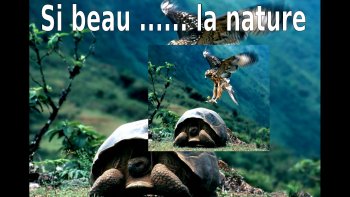 respectons les animaux et protégeons-les, ils ont leurs lois, nous en sommes hélas les prédateurs les plus dangereux.