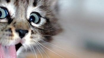 bonjour et belle journée à tous