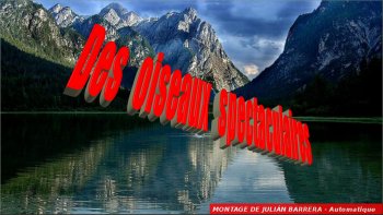 le Mystere de la nature  qui a vetu  ces oiseaux de plumes plus chatoyantes les une que les autres ... leur a donné des allures majestueuses qui ne seront jamais egalées par l'homme quoiqu'il fasse  ...
