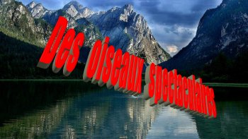 Regardez ce que dame nature a créé ...
des oiseaux magnifiques aux plumages exceptionnels  par leurs couleurs,.
admirez la prestance de certains...une élégance raffinée 
 que les belles dames envient,,que les grands couturiers copient..
rien ne peut égaler ces beautés naturelles ..le mariage des couleurs  est etonnant
certains ont une allure altière...du plus petit au plus grand on ne peut   que s'émerveiller
j'aime les oiseaux ,,,(mon chat   aussi  les appréciait...!!)
 il faut préserver ces espèces...ce sont de vrais "bijoux "...
