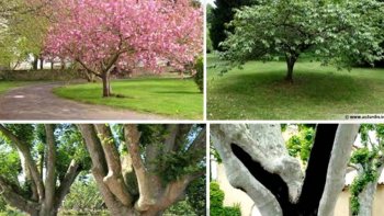 La beauté étonnante  ou inquiétante de certains arbres   me fait penser que 'peut être "
ces géants ont une mémoire....et que dépourvus de parole   ils ont  été témoins de nombreuses situations ..qu'ils  ont reproduit  .....certaines amusantes ,,d'autres effrayantes,, torturées élégantes  ,,quelques une "érotiques " ou pleines de charmes   de gaîté...et de couleurs .
((ceci est une interprétation toute personnelle de ma part !!! )
