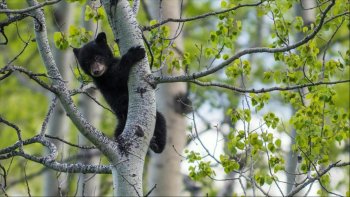 Notre monde est peuplé  de faune et de flore ,..
.dans l'air ,sur terre, sous  l'eau...
la cohabitation n'est pas toujours sereine ,,,la survie est prédominante ...mais il semblerait que tous  trouvent un terrain d'entente et un équilibre..dans cette "mère nature .".

seuls les hommes  ne la respectent pas ,,
