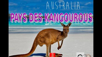 Dépaysement, au pays des Kangourous, des Koalas, et autres faune et flore très colorés..