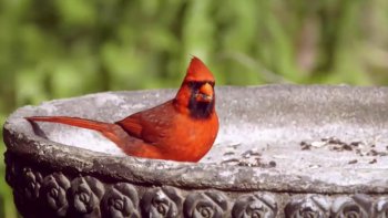 Dans le monde les ornithologues on recense plus de 6 000 espèces de passereaux. Ces passereaux sont appelés « oiseaux chanteurs »