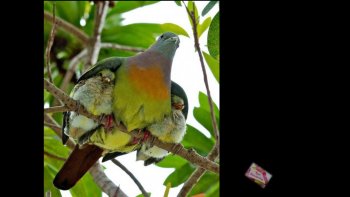 Amour tendresse,.... de tous crins..... poils 
plumes... rien à envier aux humains...