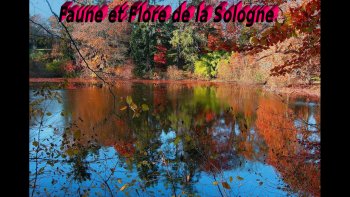 Je vous emmène dans un petit coin de Paradis, où la faune et la flore se complètent, se côtoient dans un environnement  magique... "La  Sologne"
avec l'aimable participation de Charlotte qui m'a  envoyé ce joli diapo ...
dépaysement  garanti  dans un coin de notre belle France...