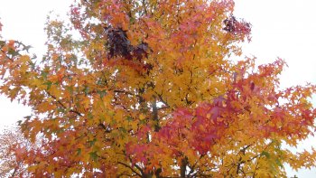 L'automne est une saison magnifique qui incite à faire des photos.
Ces photos sont prises pour la plupart autour du lac du bois de Vincennes
( le 01/11/2015).