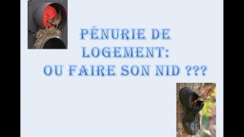 Nos petits amis à plumes ne manquent pas d'ingéniosité ...le printemps arrive il faut trouver à se loger... et c'est trop mignon ...