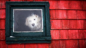 Voila quelques Portraits touchants d’animaux qui regardent par la fenêtre...
