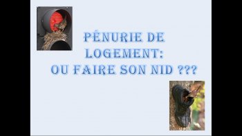 Ingénieux ces oiseaux, pour trouver des petits coins improvisés
pour loger leur petite famille......