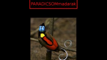 merveilleux oiseaux au plumage multicolore ... leurs parures  sont élégantes, étonnantes  ou aériennes pour mieux séduire leurs belles...
nous sommes  sous le charme de  leurs beaux  atours  qui inspirent souvent les créateurs  de mode... Le Créateur  divin a mis tout son talent
sans jamais faire une faute de goût... choisissez votre cavalier pour un bal costumé digne des féeries de Venise...