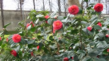
Ces photos ont été prises fin mars 2016 dans les différents parcs et jardins
des 12ème et 13ème arrondissements de Paris.
(excepté le mimosa qui fleurit chaque année au Jardin des Plantes)