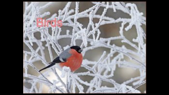 Les revoilà, avec leur langage fleuri, leurs becs intarissables, et inimitables...